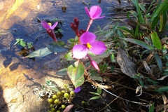 Sonerila pulneyensis